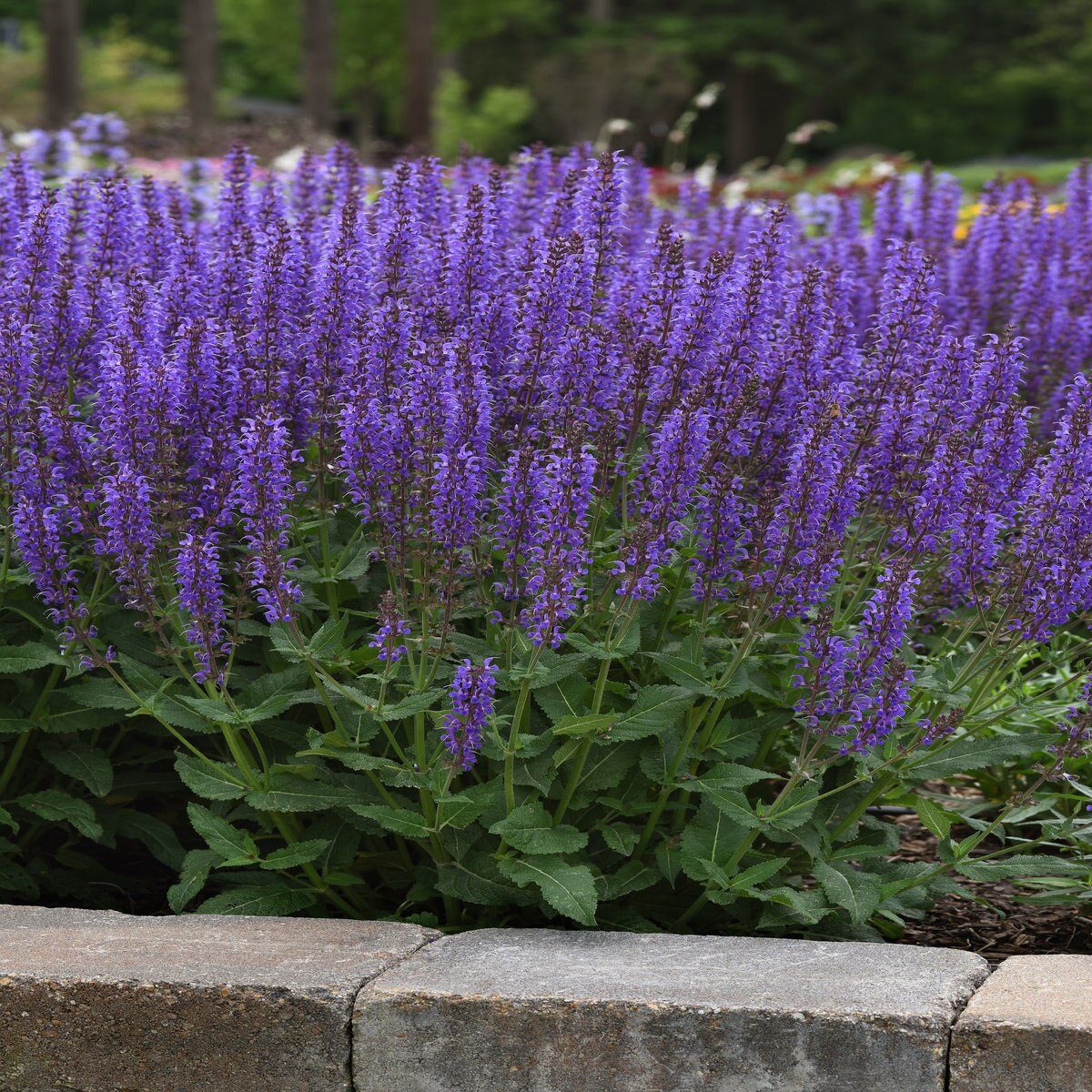 Salvia X Nemerosa Blue by You (Mayday! Blue) Meadow Sag SiteOne