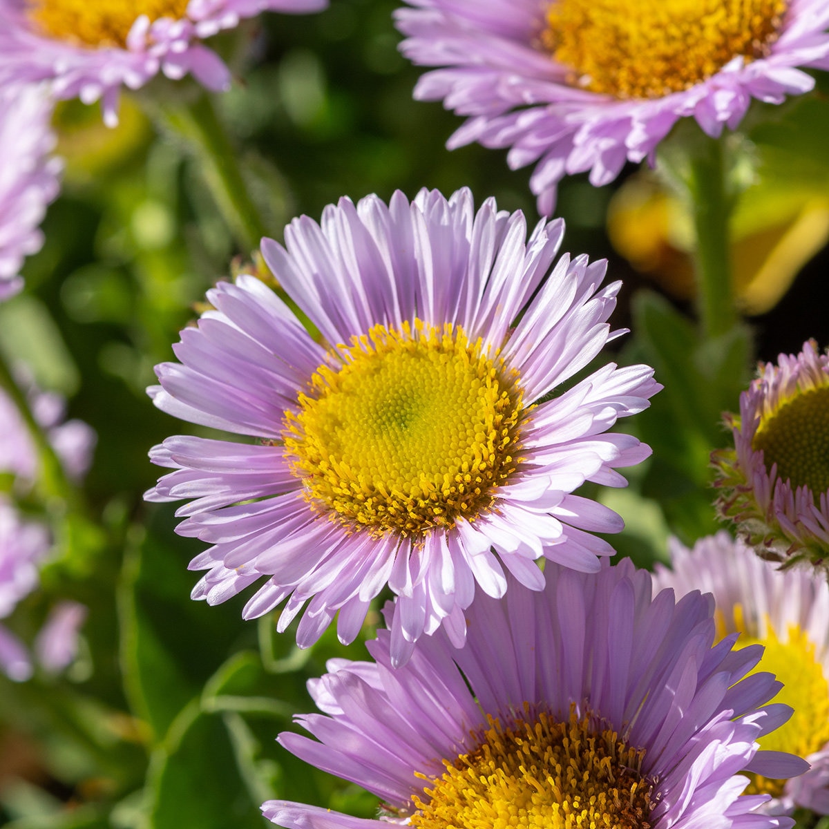 Interesting Info About Erigeron Seaside Daisyfeed