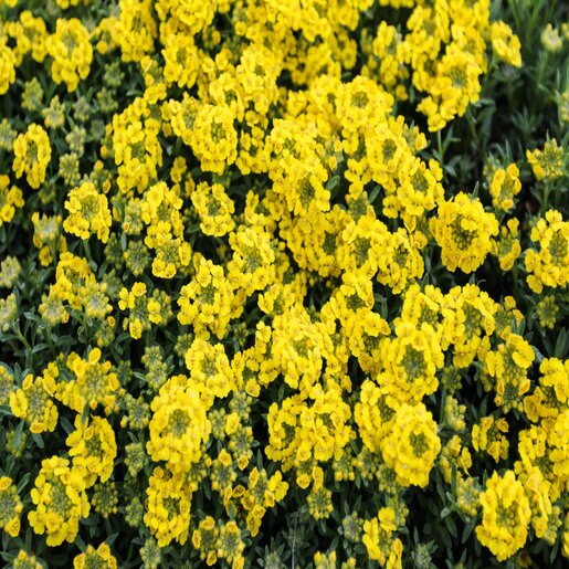 Alyssum Wulfenianum Golden Spring Madwort | SiteOne
