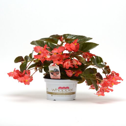 Begonia X Benariensis Whopper Red Bronze Leaf Begonia | SiteOne