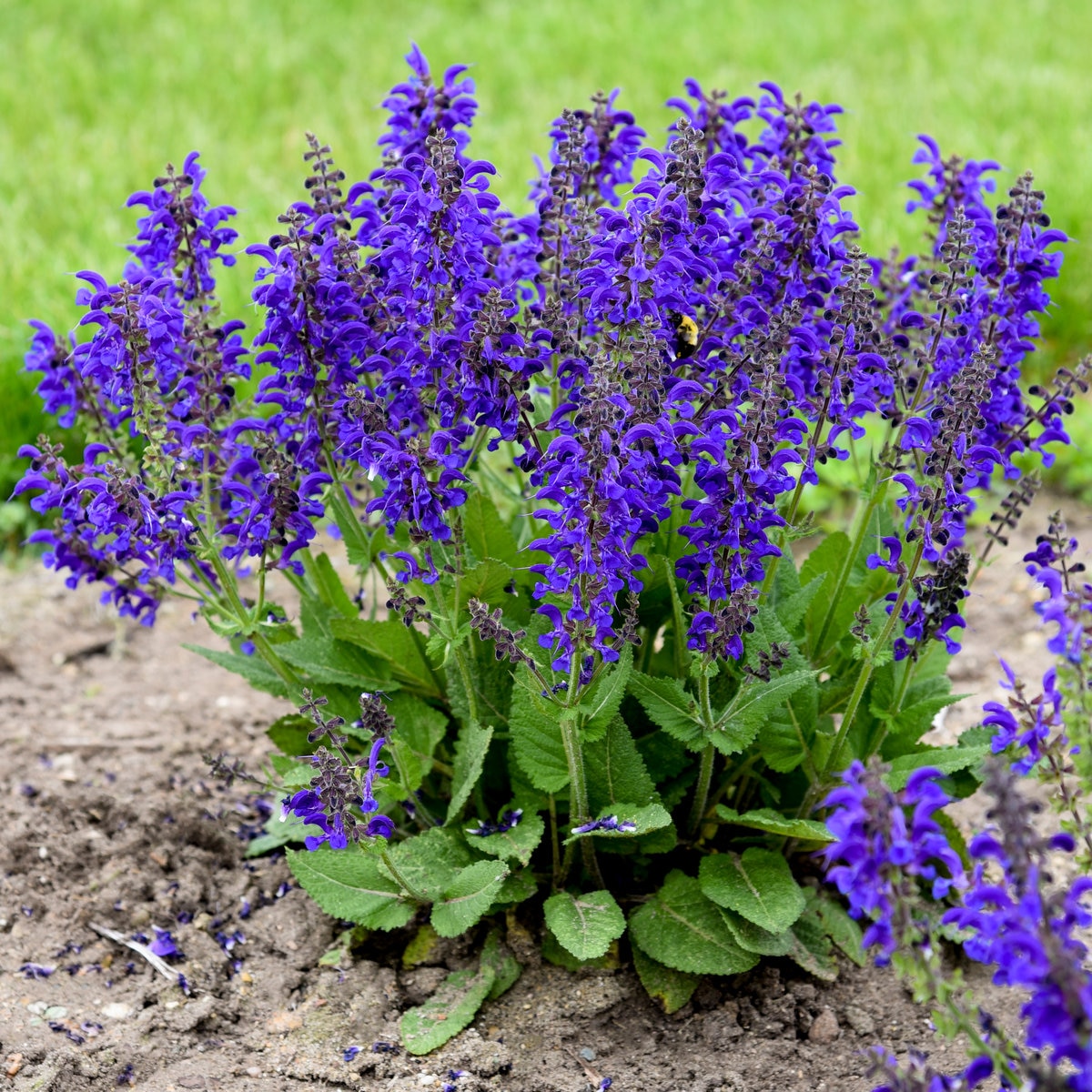 salvia-pratensis-fashionista-evening-attire-meadow-sage-siteone
