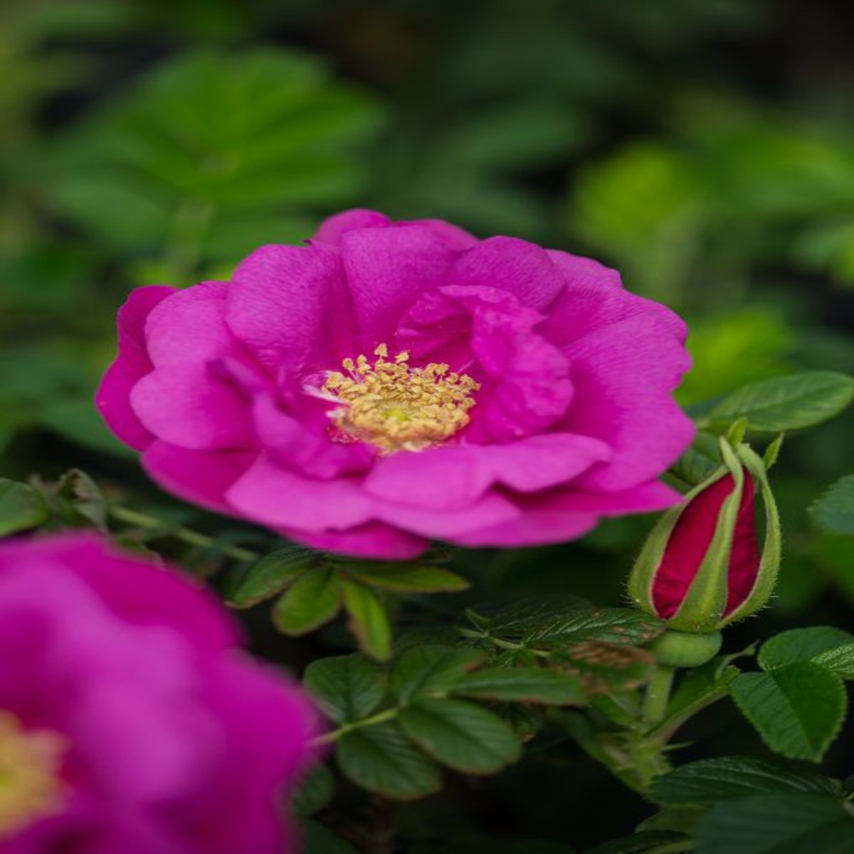 Rosa Rugosa Lottys Love Rose SiteOne