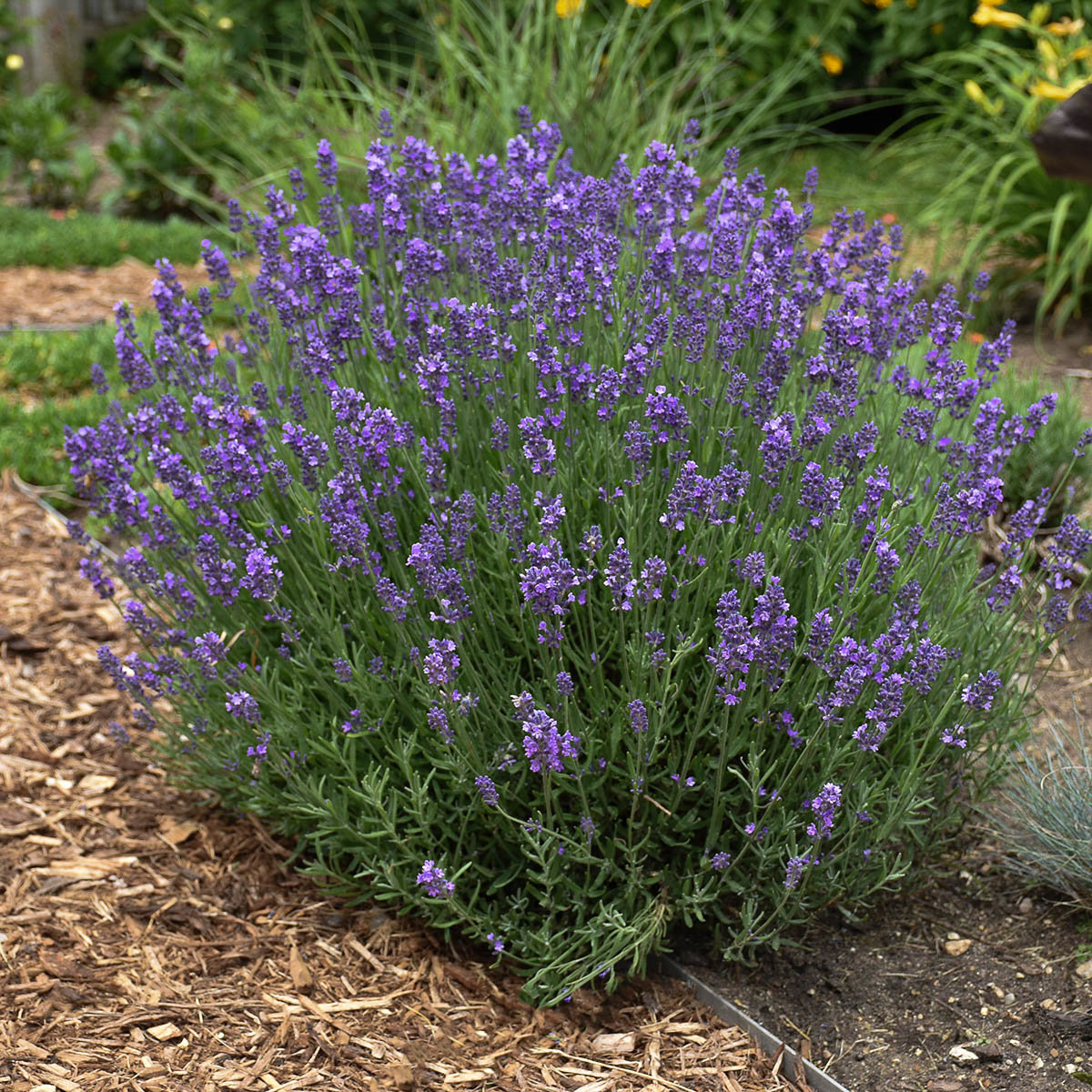 Lavandula X Intermedia Hidcote Giant English Lavender | SiteOne