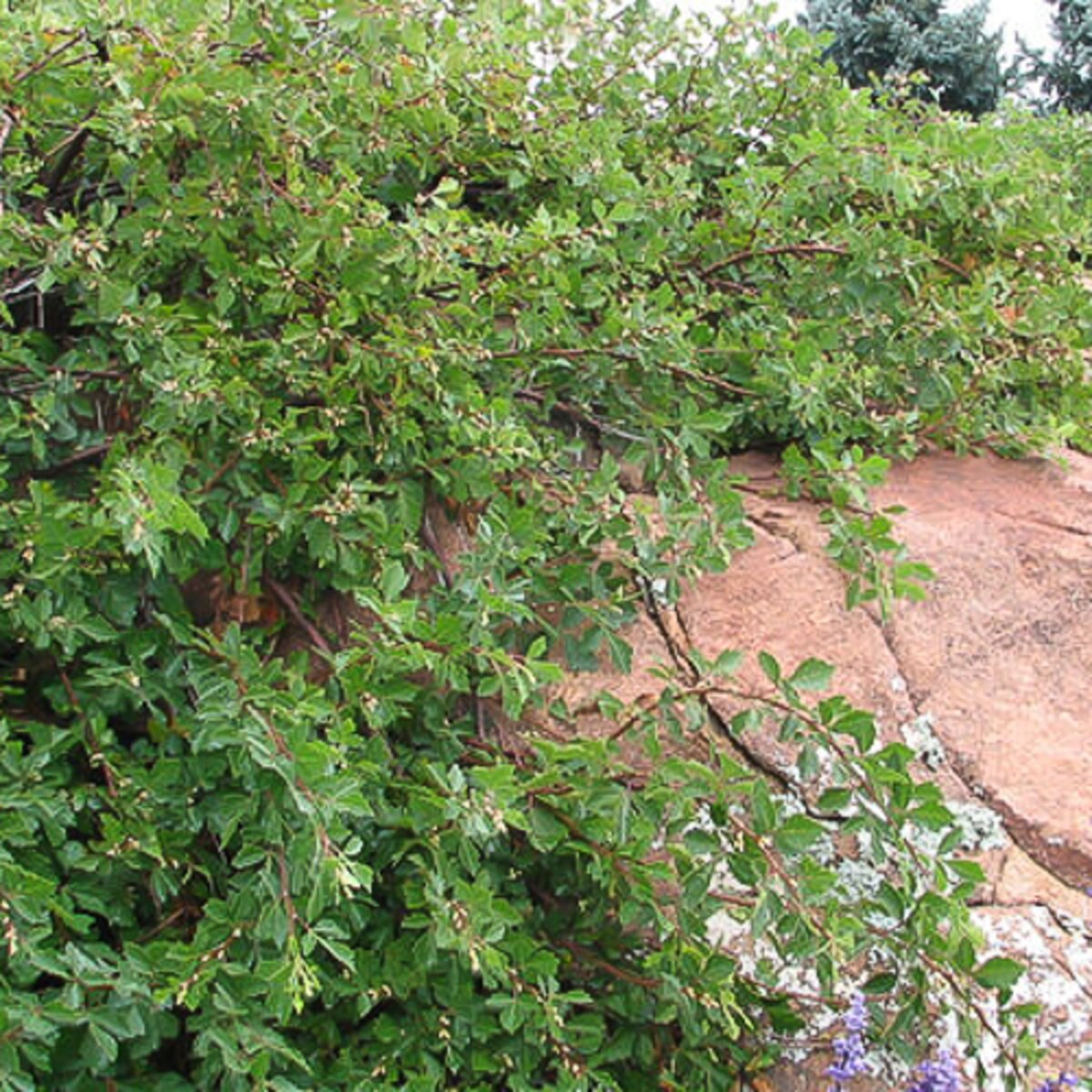 Rhus Trilobata Autumn Amber Creeping ThreeLeaf Sumac SiteOne