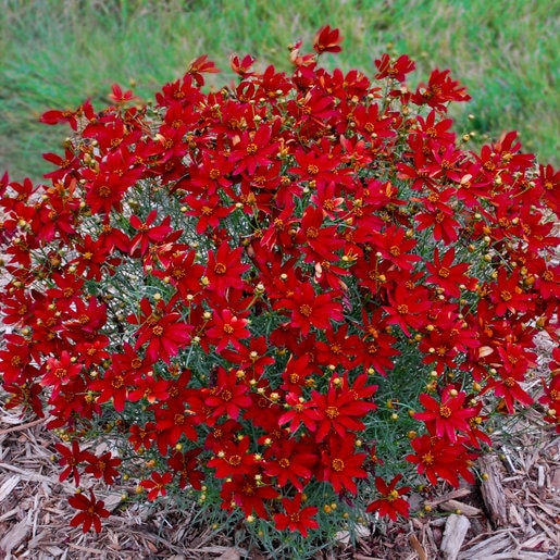 Coreopsis Verticillata Sizzle & Spice Hot Paprika Ticks SiteOne