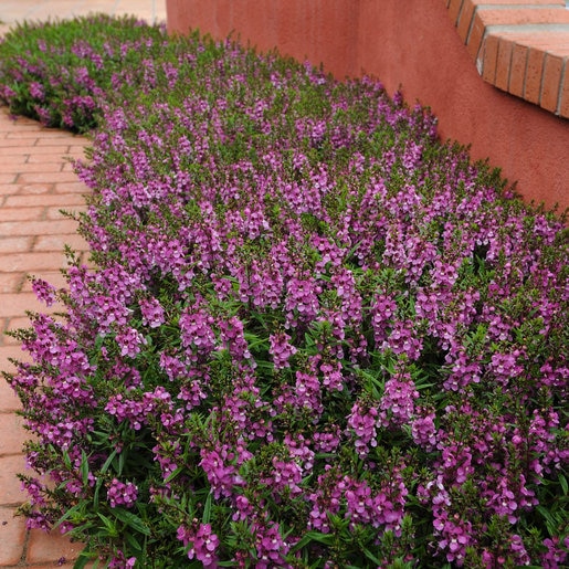 Angelonia Angustifolia Serenita Purple Summer Snapdrago SiteOne