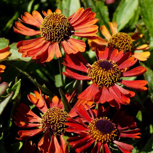 Helenium Autumnale Mariachi Siesta Sneezeweed | SiteOne