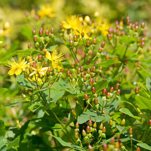 Hypericum Prolificum Shrubby St. Johns Wort | SiteOne