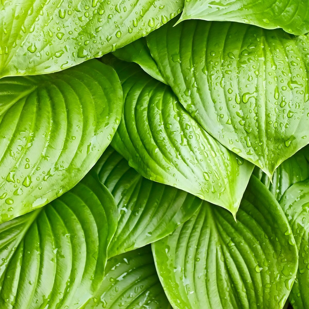 Hosta X Tortilla Chip Plantain Lily SiteOne