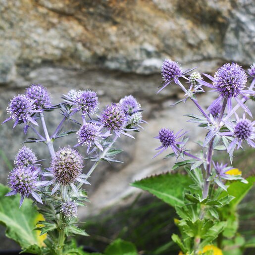 Eryngium Planum Blue Hobbit Sea Holly SiteOne