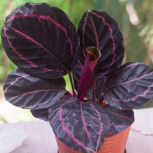 Calathea Roseopicta Dottie Rose Painted Calathea SiteOne