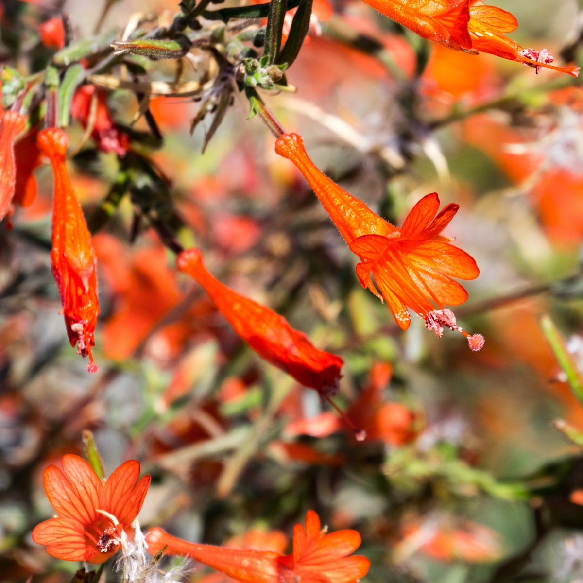 Epilobium Canum California Fuchsia | SiteOne