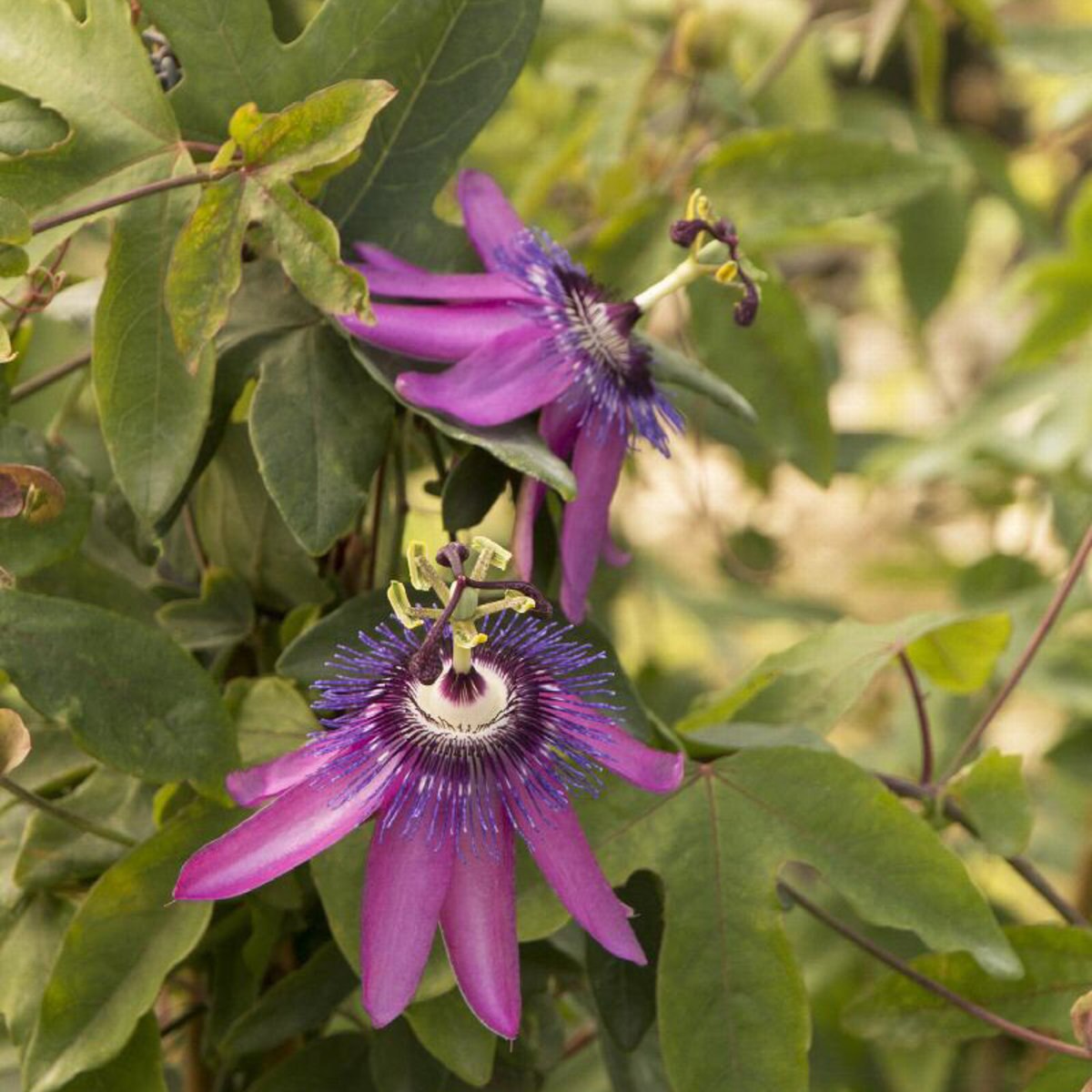 passiflora-lavender-lady-passion-flower-siteone