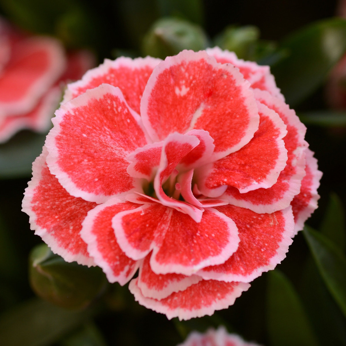 Dianthus Caryophyllus Oscar Salmon and White Carnation SiteOne