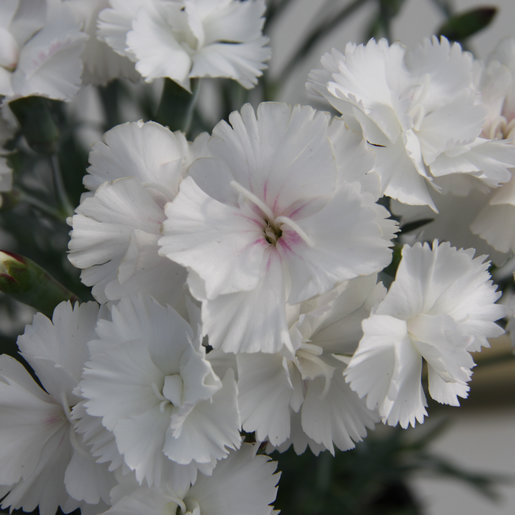 dianthus-x-scent-from-heaven-angel-of-purity-pinks-siteone