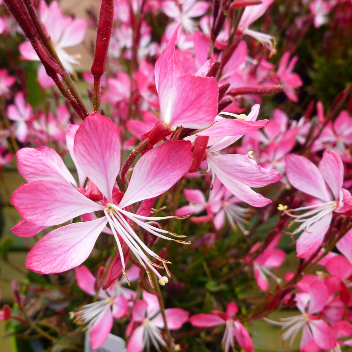 Gaura Lindheimeri Little Janie Gaura SiteOne