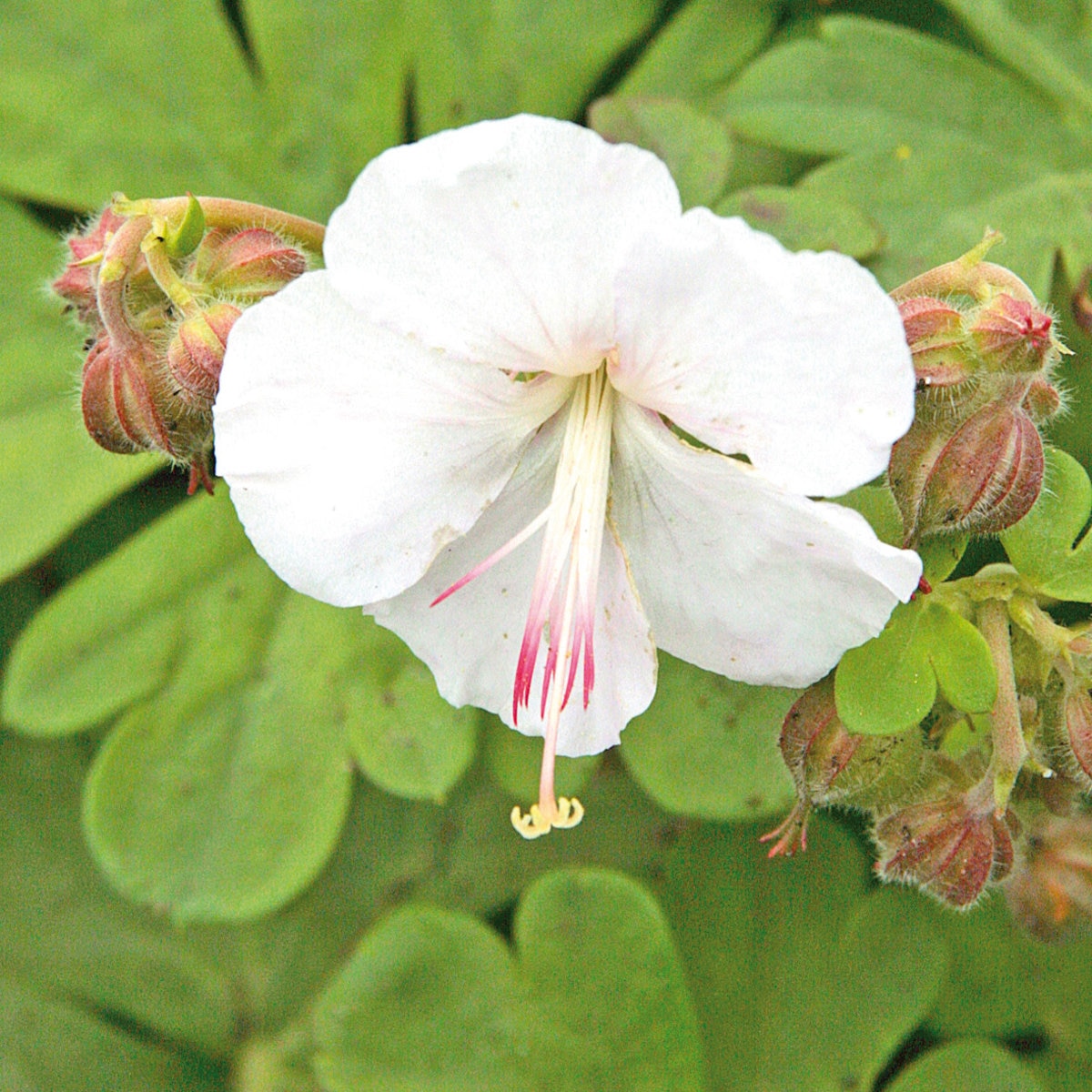 Geranium X Cantabrigiense St. Ola Cranesbill | SiteOne