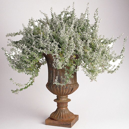 Helichrysum Silver Mist LicoricePlant SiteOne