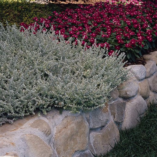 Helichrysum Silver Mist LicoricePlant SiteOne
