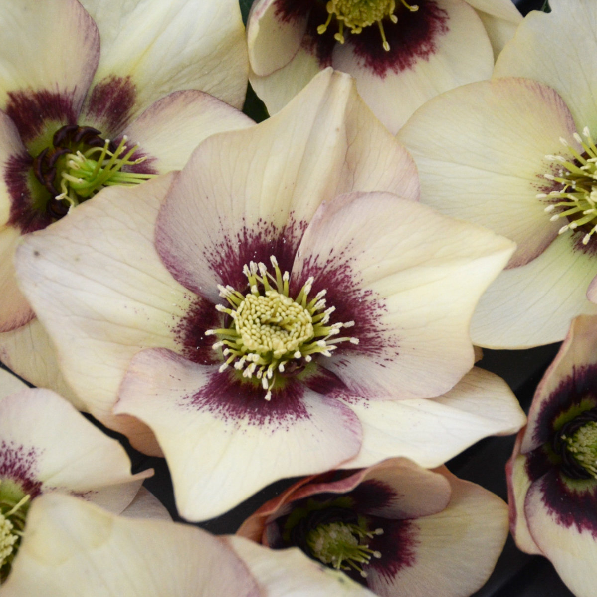 Helleborus X Honeymoon Sandy Shores Lenten Rose | SiteOne