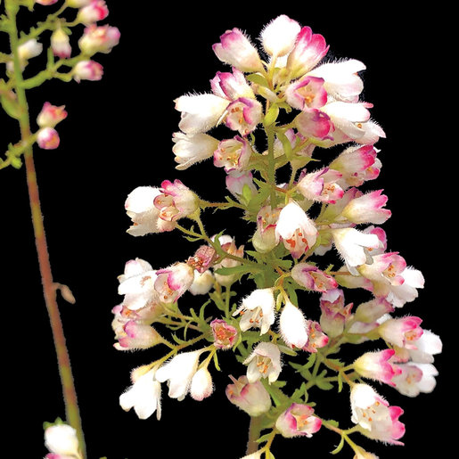 Heuchera X Lemon Supreme Coral Bells SiteOne