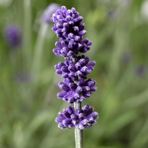 Lavandula Angustifolia Sentivia Blue English Lavender | SiteOne