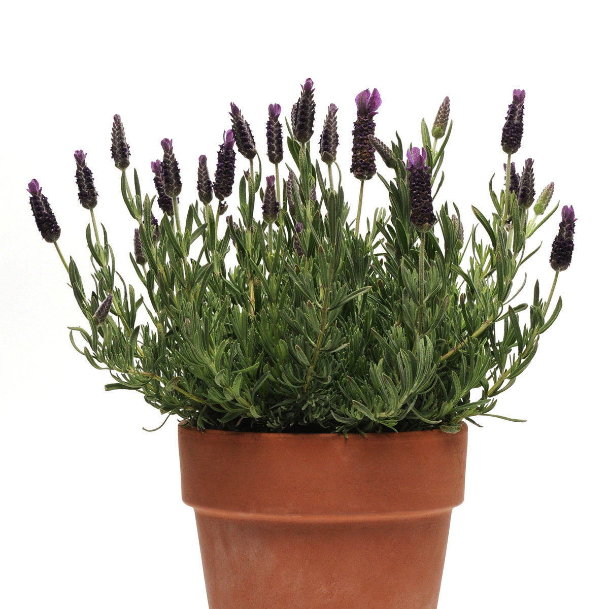 Lavandula Stoechas Anouk Supreme Lavender SiteOne