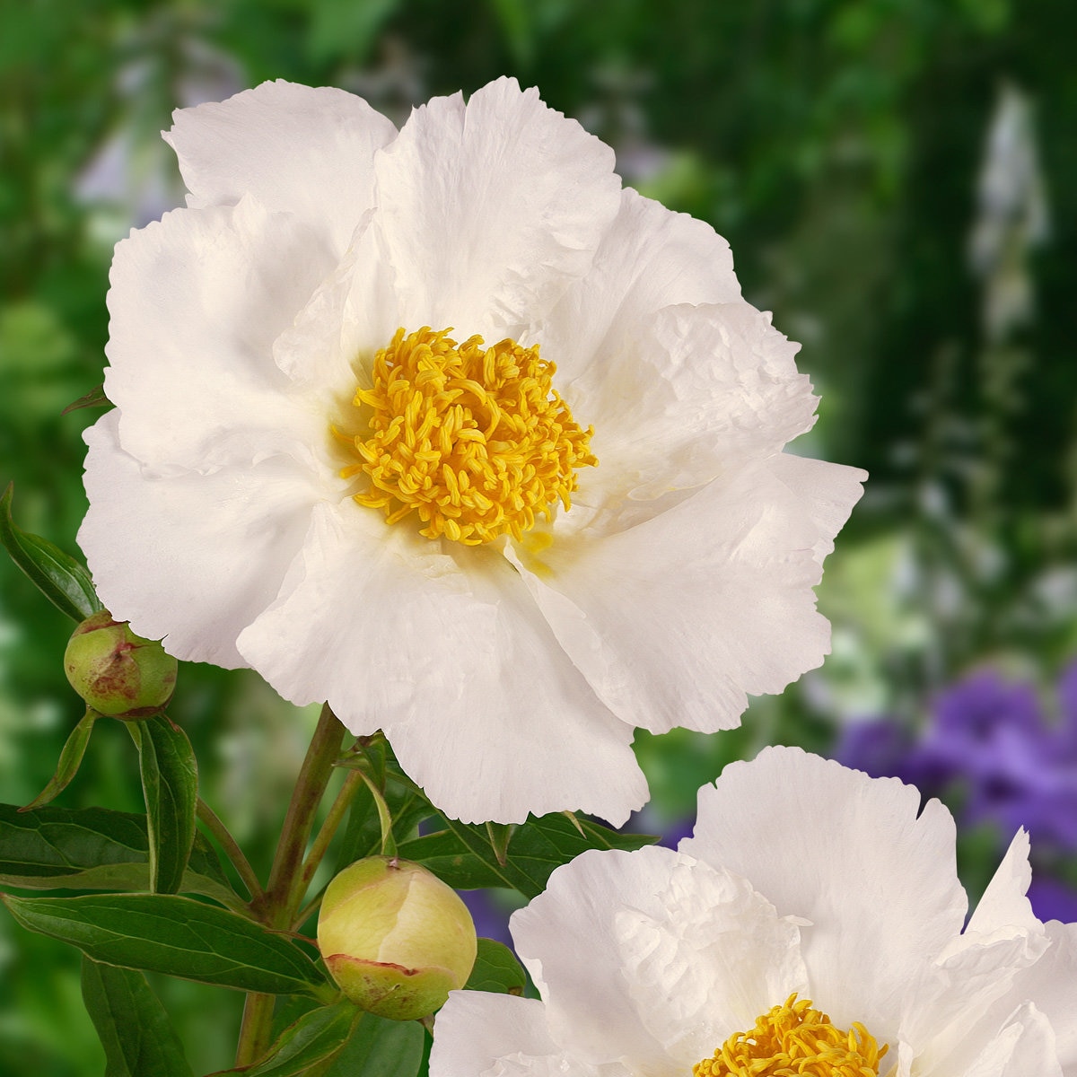 Paeonia Lactiflora Krinkled White Peony | SiteOne
