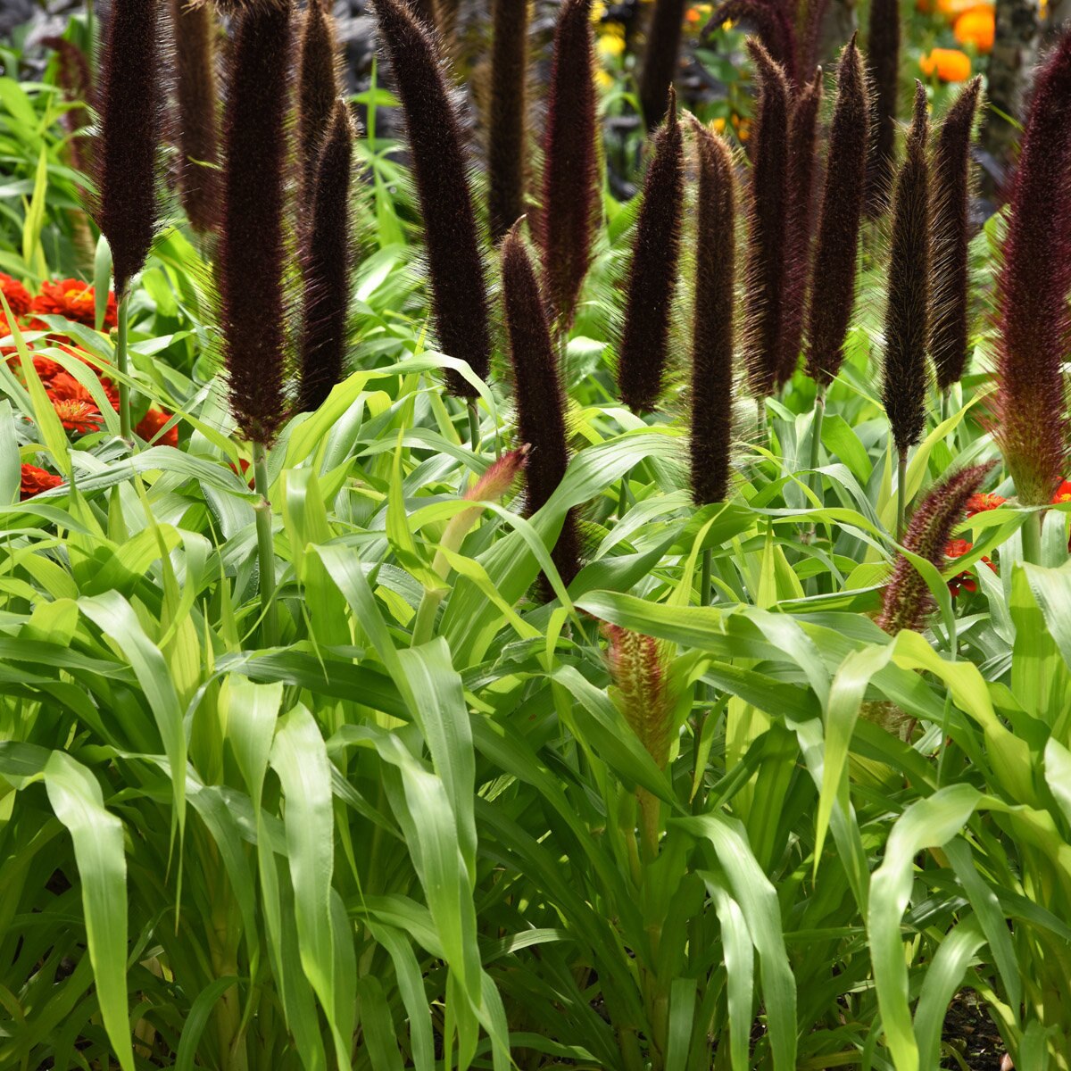 Pennisetum Glaucum Jade Princess Ornamental Millet SiteOne