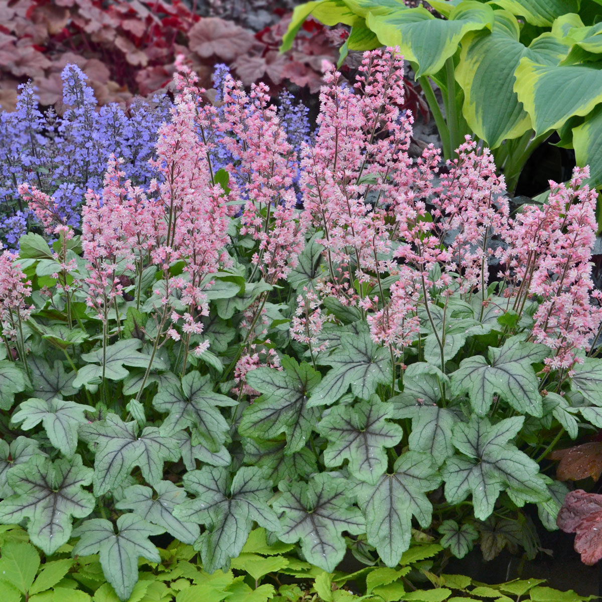 X Heucherella Pink Fizz Foamy Bells | SiteOne