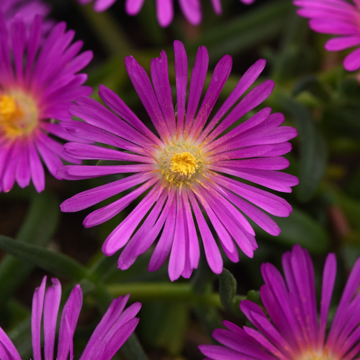 Delosperma X Ocean Sunset Violet Portfolio Ice Plant | SiteOne