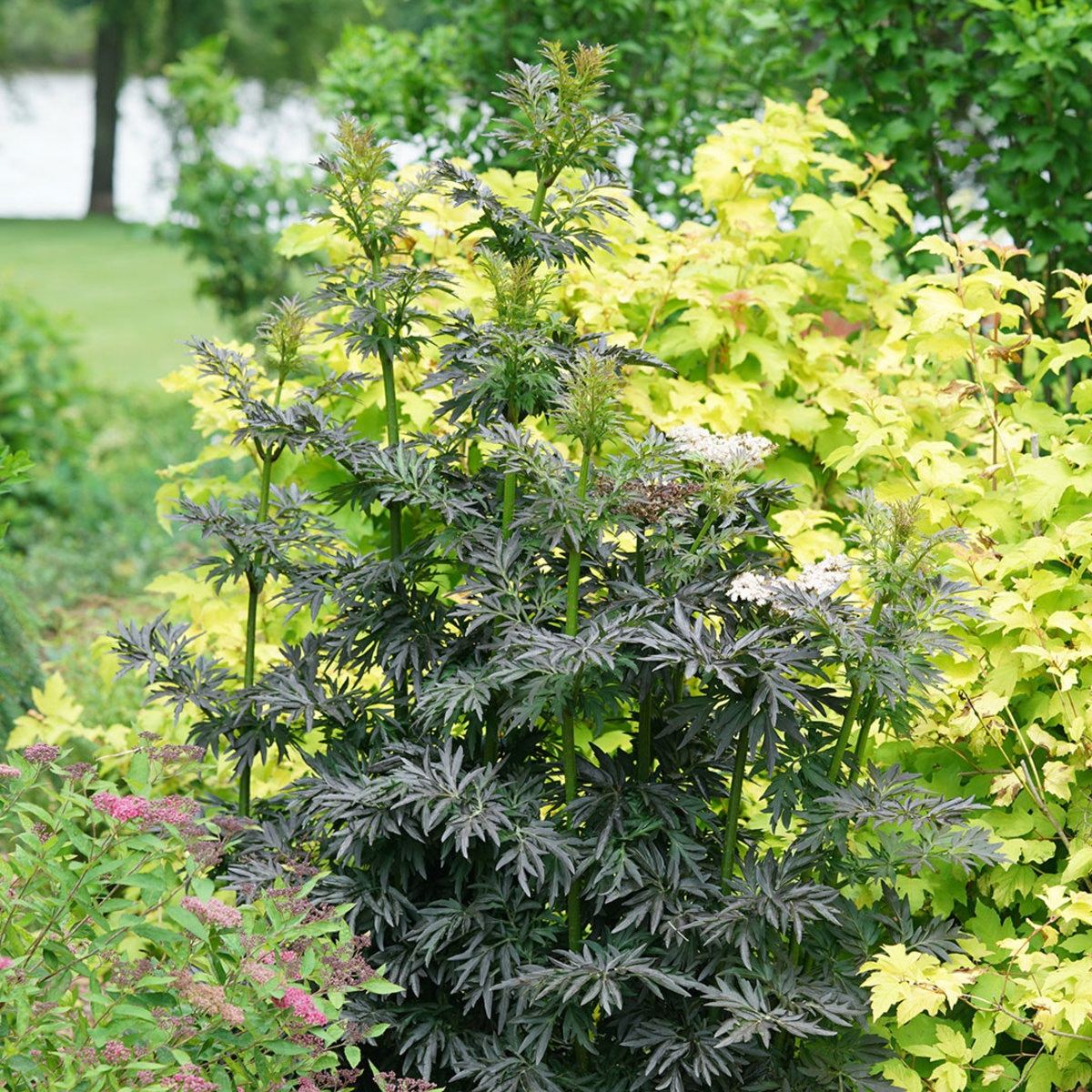 Sambucus Nigra 'Laced Up' Elderberry SiteOne