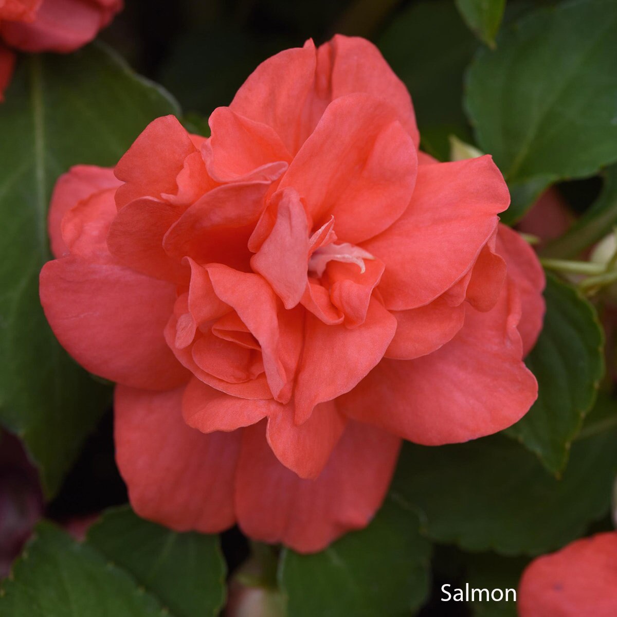 Impatiens Walleriana 'Glimmer' Double Impatiens | SiteOne