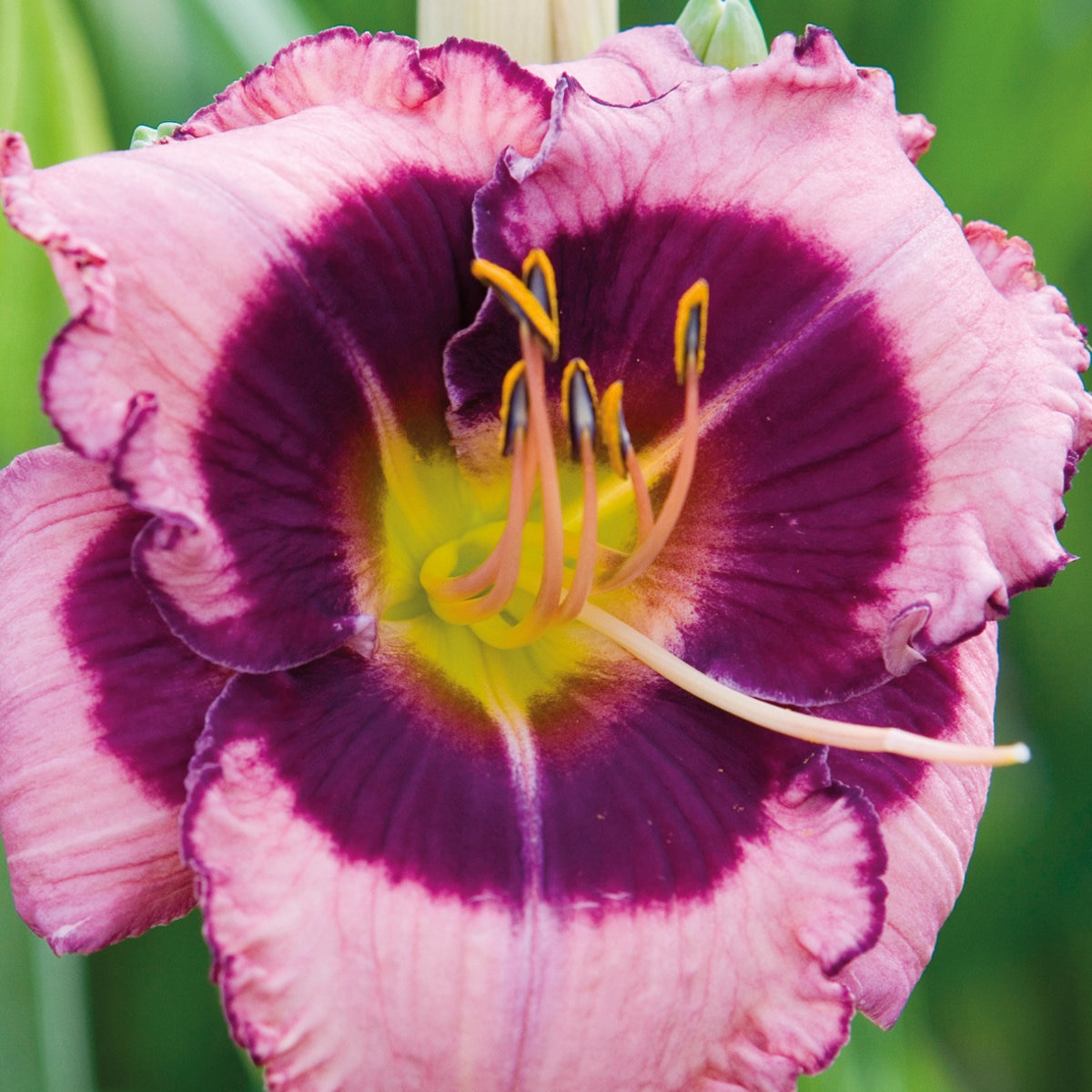 Hemerocallis X Macbeth Daylily | SiteOne