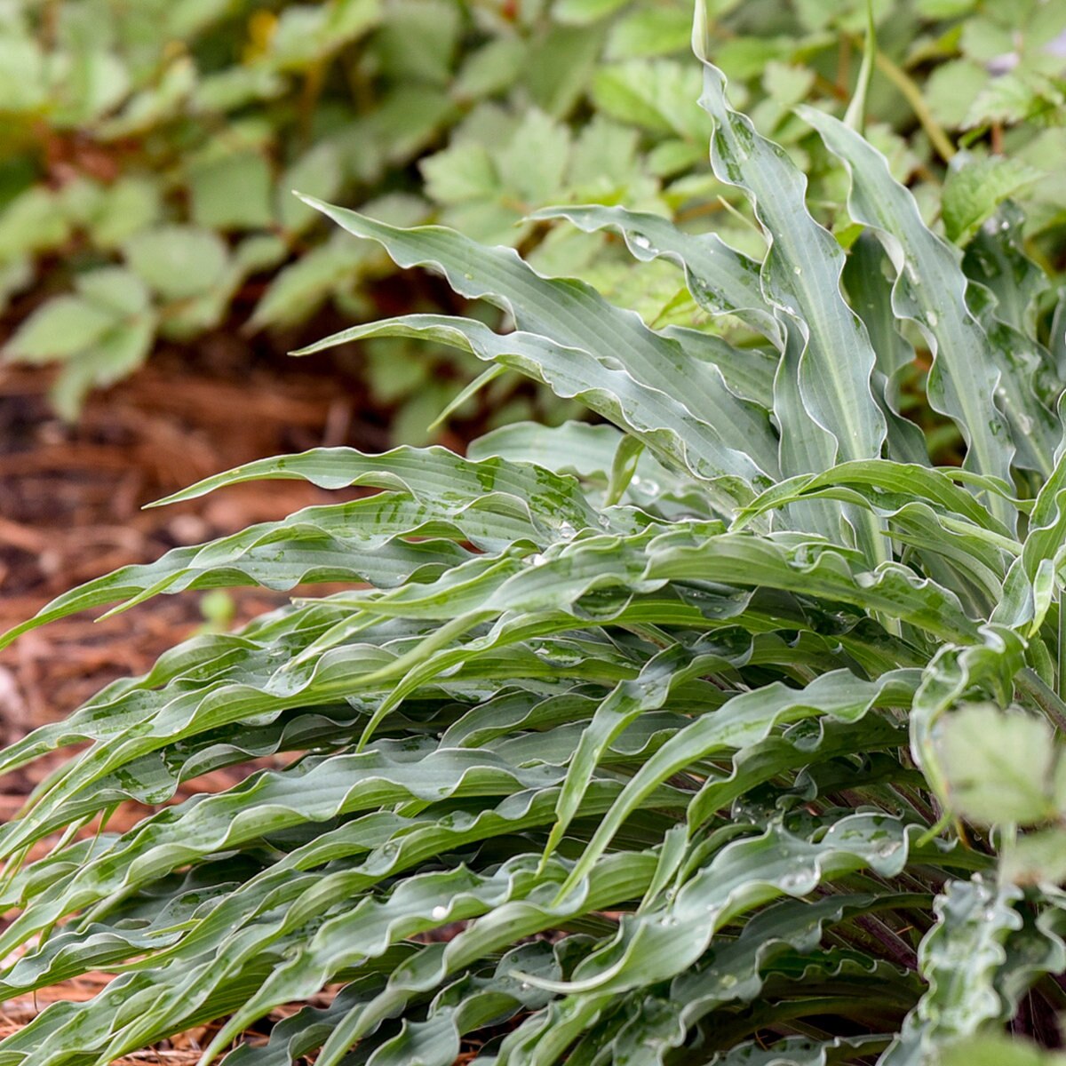 Hosta X Silly String Plantain Lily | SiteOne