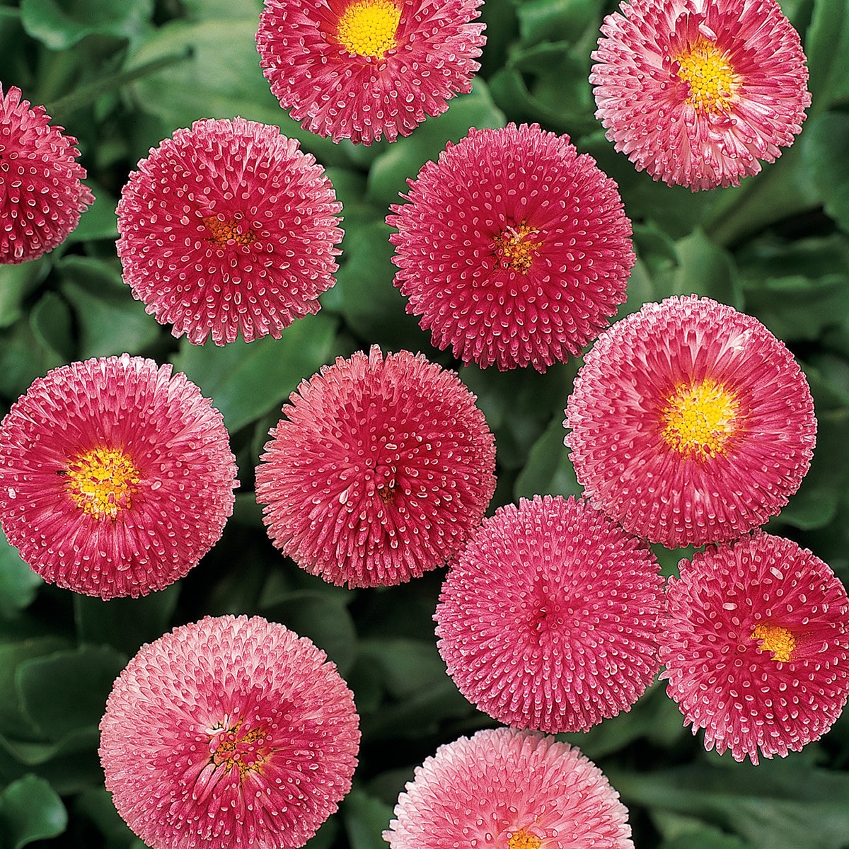 Bellis Perennis Bellissima Rose English Daisy | SiteOne