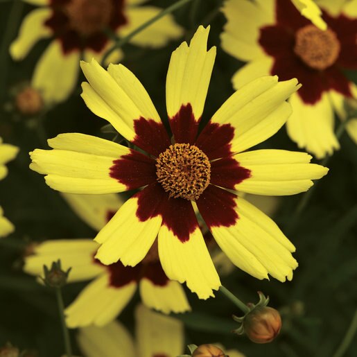 Coreopsis X Electric Sunshine Tickseed SiteOne
