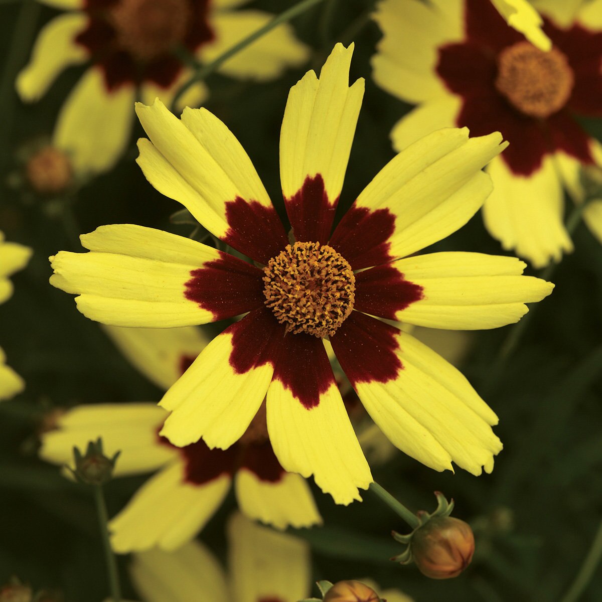 Coreopsis X Electric Sunshine Tickseed SiteOne