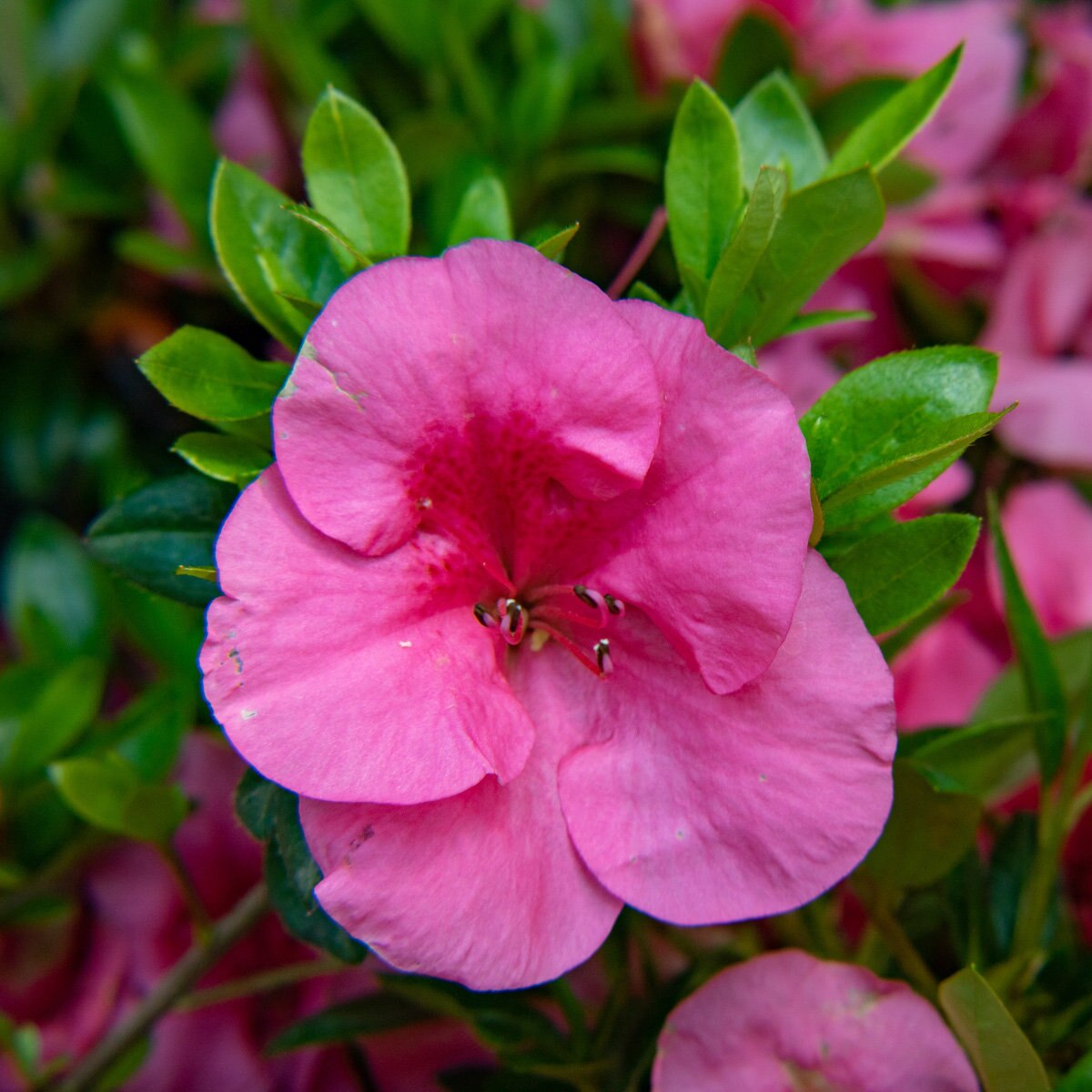 Rhododendron X Bloom-A-Thon Pink Cupcake Azalea | SiteOne
