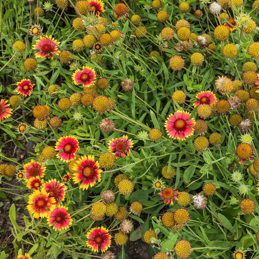 Gaillardia Aristata Blanket Flower SiteOne