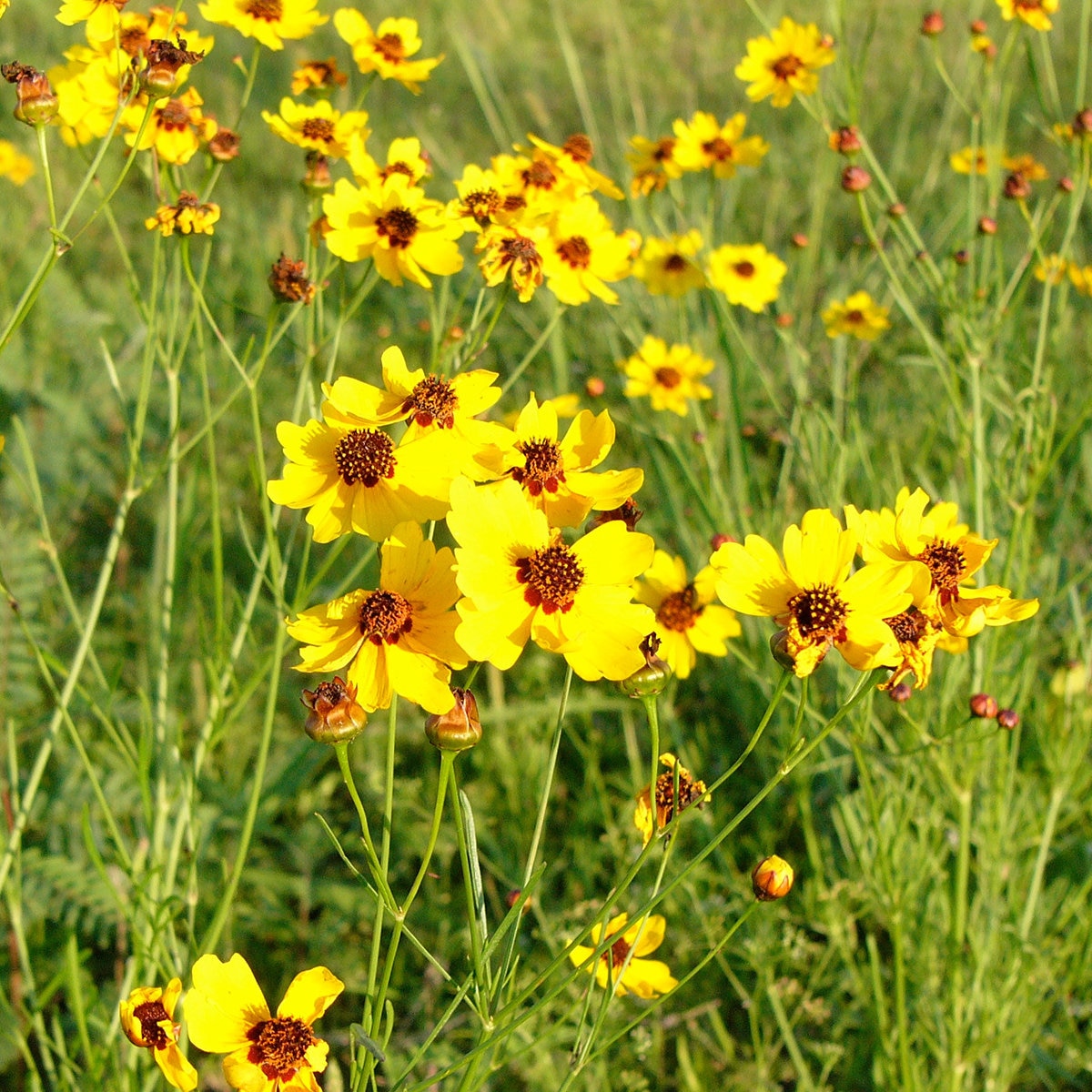 Berlandiera Lyrata Chocolate Daisy SiteOne