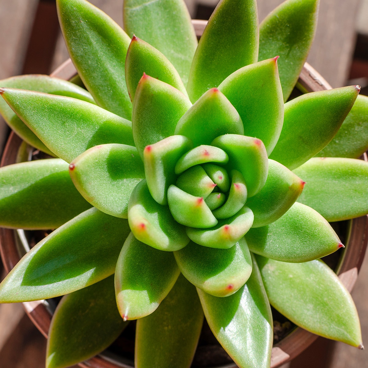 Echeveria Agavoides Red Tip Molded Wax Agave SiteOne
