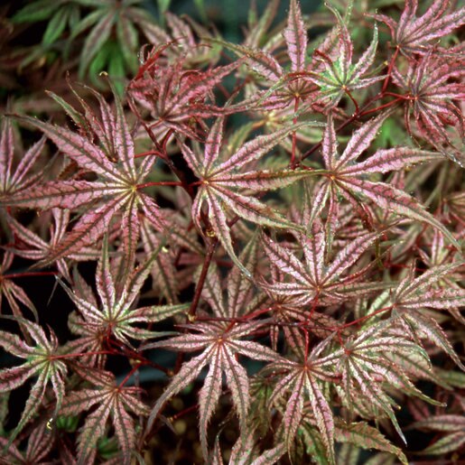 Acer Palmatum Olsens Frosted Strawberry Japanese Maple SiteOne