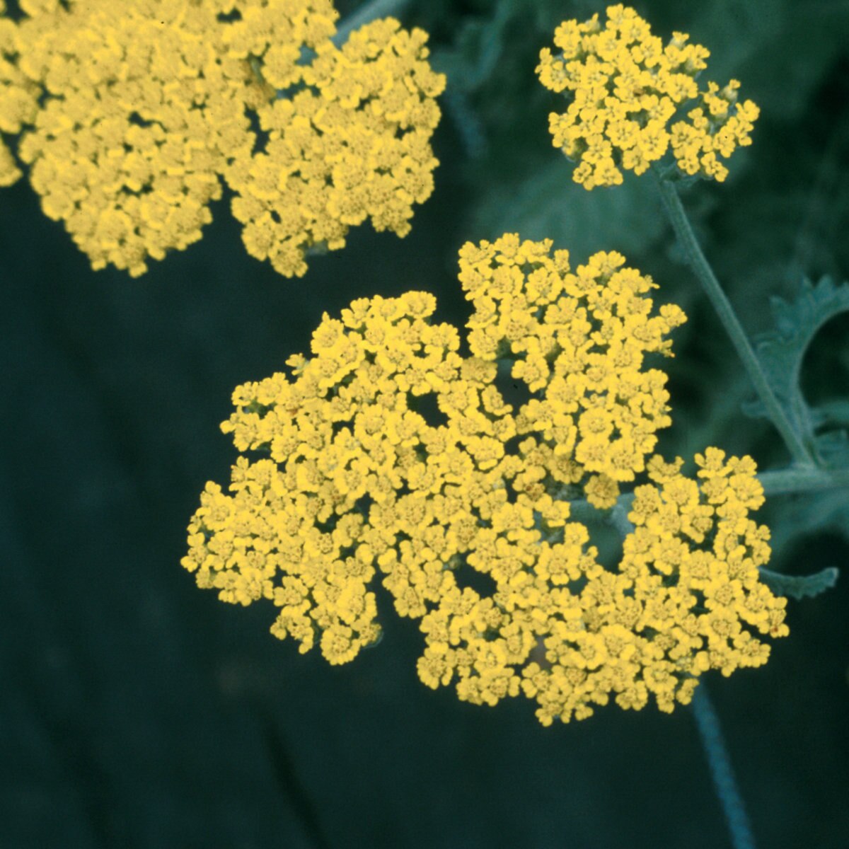 Achillea Millefolium Little Moonshine Yarrow | SiteOne