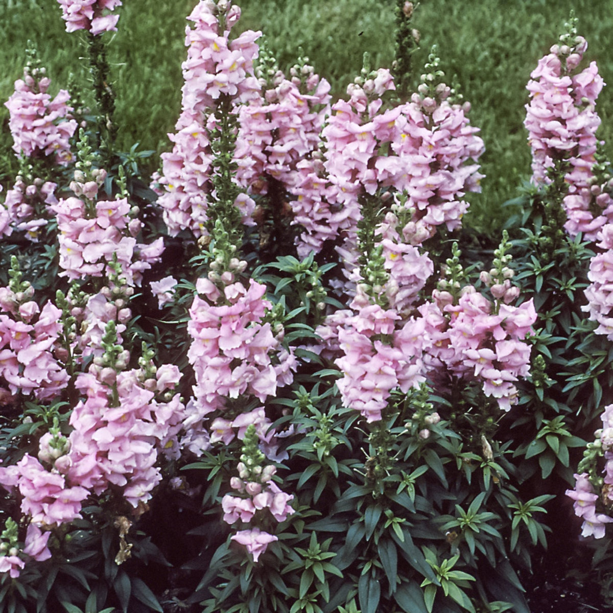 Antirrhium Majus Speedy Sonnet Pink Snapdragon | SiteOne