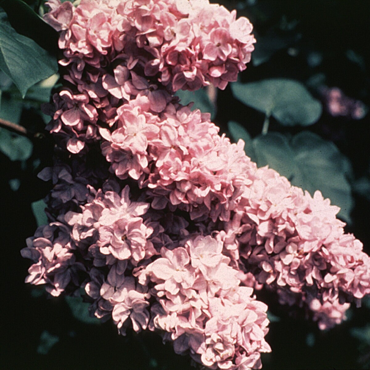 Syringa Vulgaris Katherine Havemeyer Common Lilac | SiteOne