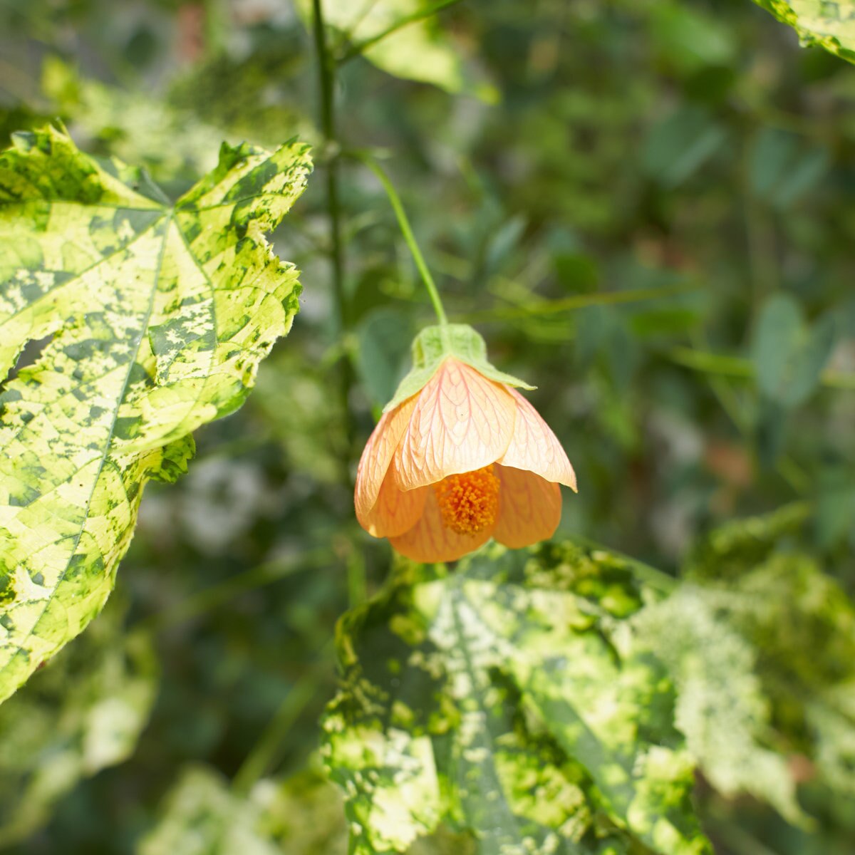 Abutilon Pictum Mardi Gras Flowering Maple | SiteOne