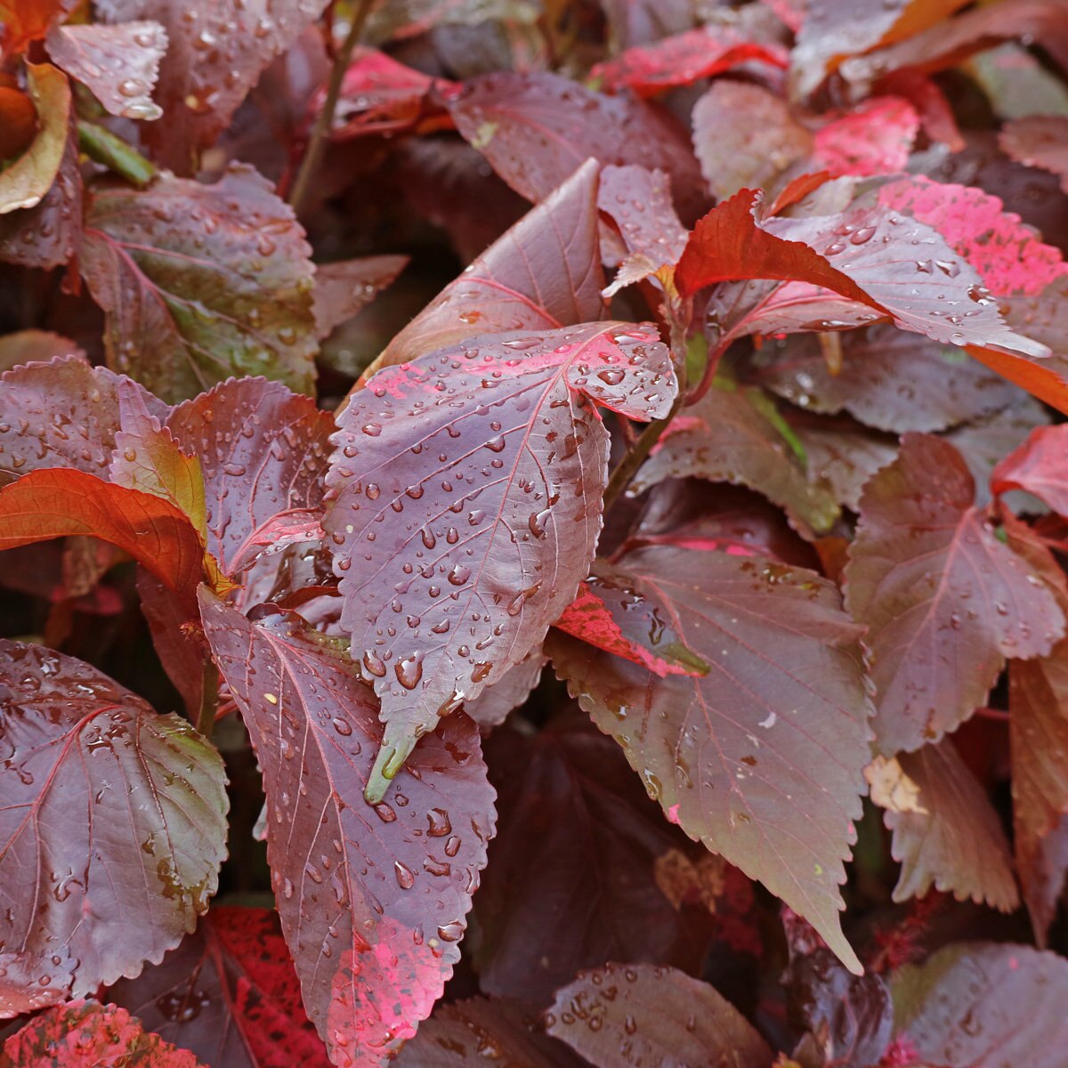 Acalypha Wilkesiana Louisiana Red Copperleaf SiteOne