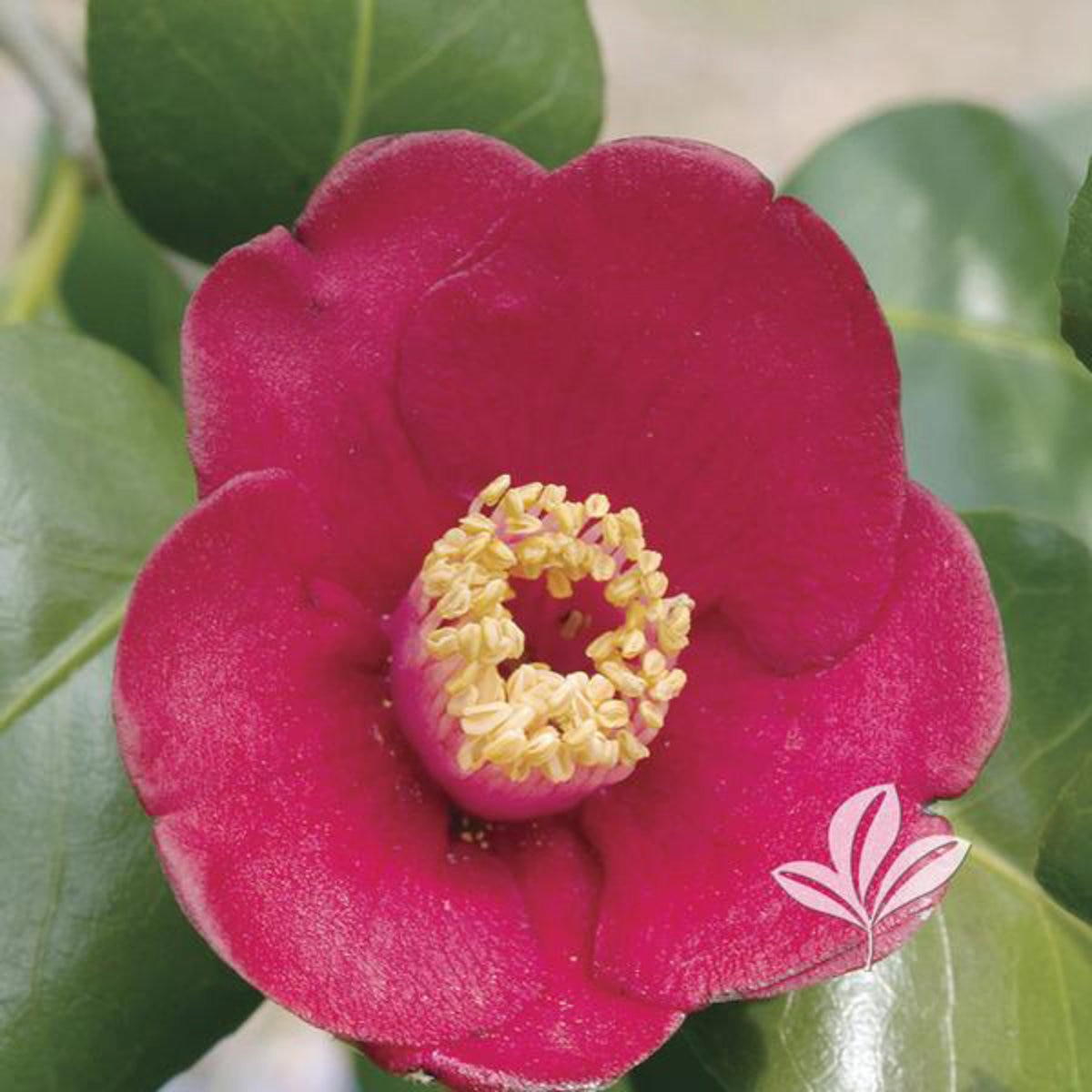 Camellia Japonica Korean Fire Camellia SiteOne