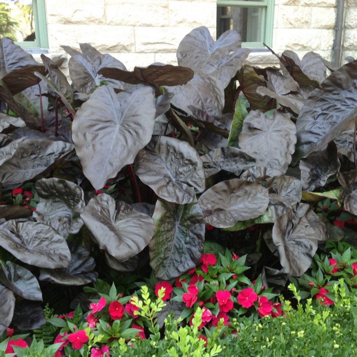 Colocasia X Black Sapphire Gecko Elephant Ear SiteOne